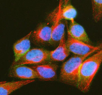 Immunofluorescent staining of PIP5K1A using anti-PIP5K1A antibody (green) and anti-Beta Tubulin antibody (red). PIP5K1A was detected in an immunocytochemical section of Hela cells. Enzyme antigen retrieval was performed using IHC enzyme antigen retrieval reagent for 15 mins. The cells were blocked with 10% goat serum. And then incubated with 5 ug/ml rabbit anti-PIP5K1A antibody and mouse anti-Beta Tubulin antibody overnight at 4oC.