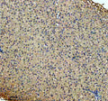 IHC staining of FFPE zebrafish liver tissue with Zebrafish Cbs antibody. HIER: boil tissue sections in pH8 EDTA for 20 min and allow to cool before testing.