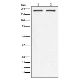 Western blot testing of 1) human SW480 and 2) mouse spleen lysate with CD104 antibody. Predicted molecular weight ~200 kDa.