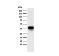 Western blot testing of human lung lysate with EpCAM antibody cocktail (clone PAN-EpCAM).