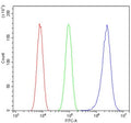 Flow cytometry testing of human U-2 OS cells with CDK1 antibody at 1ug/million cells (blocked with goat sera); Red=cells alone, Green=isotype control, Blue= CDK1 antibody.