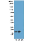 Western blot test of acid extracts of HeLa cells non-treated (1) or treated with sodium butyrate (2) and recombinant Histone H3.3 (3), using recombinant H3K23ac antibody at 1 ug/ml, showed a band of Histone H3 acetylated at Lysine 23 in treated HeLa cells.