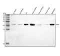 Western blot analysis of Osm using anti-Osm antibody. Lane 1: rat testis tissue lysates, Lane 2: rat kidney tissue lysates, Lane 3: rat C6 whole cell lysates, Lane 4: mouse tetis tissue lysates, Lane 5: mouse kidney tissue lysates, Lane 6: mouse lung tissue lysates, Lane 7: mouse RAW264.7 whole cell lysates. After electrophoresis, proteins were transferred to a nitrocellulose membrane at 150 mA for 50-90 min. Blocked the membrane with 5% non-fat milk/TBS for 1.5 hour at RT.