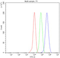 Western blot testing of human 1) HeLa, 2) 22RV1, 3) MCF7 and 4) SW620 cell lysate with PIK3R2 antibody. Expected/observed molecular weight ~85 kDa.