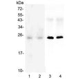 Western blot testing of 1) human HeLa, 2) human U-87 MG, 3) rat brain and 4) mouse brain lysate with SNAP25 antibody at 0.5ug/ml. Expected molecular weight ~25 kDa.