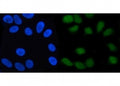 Immunofluorescent staining of FFPE human HeLa cells with SCFD2 antibody (green) and DAPI nuclear stain (blue). HIER: steam section in pH6 citrate buffer for 20 min.