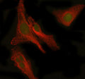 Immunofluorescent staining of PEPD using anti-PEPD antibody (green) and anti-Beta Tubulin antibody (red). PEPD was detected in immunocytochemical section of human HELA cell. Enzyme antigen retrieval was performed using IHC enzyme antigen retrieval reagent for 15 mins. The cells were blocked with 10% goat serum. And then incubated with 5 ug/ml rabbit anti-PEPD antibody and mouse anti-Beta Tubulin antibody overnight at 4oC.