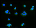 Immunofluorescent staining of FFPE human MCF7 cells with AIF antibody (green) and DAPI nuclear stain (blue). HIER: steam section in pH6 citrate buffer for 20 min.