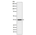 Western blot testing of human Y79 cell lysate with CRX antibody. Predicted molecular weight ~32 kDa.