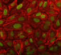 Immunofluorescent staining of FFPE human U-2 OS cells with NOSIP antibody (green) and Phalloidin (red). HIER: steam section in pH6 citrate buffer for 20 min.