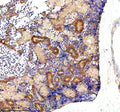 Immunohistochemical analysis of Glula/b protein using Zebrafish Glutamine synthetase antibody and paraffin-embedded zebrafish kidney tissue. HIER: boil tissue sections in pH8 EDTA for 20 min and allow to cool before testing.