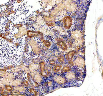 Immunohistochemical analysis of Glula/b protein using Zebrafish Glutamine synthetase antibody and paraffin-embedded zebrafish kidney tissue. HIER: boil tissue sections in pH8 EDTA for 20 min and allow to cool before testing.