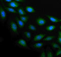 Immunofluorescent staining of PLAAT4 using anti-PLAAT4 antibody. PLAAT4 was detected in an immunocytochemical section of U2OS cells. Enzyme antigen retrieval was performed using IHC enzyme antigen retrieval reagent for 15 mins. The cells were blocked with 10% goat serum. And then incubated with 5 ug/ml rabbit anti-PLAAT4 antibody overnight at 4oC. DyLight 488 Conjugated Goat Anti-Rabbit IgG was used as secondary antibody at 1:500 dilution and incubated for 30 min at 37oC.