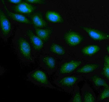 Immunofluorescent staining of PLAAT4 using anti-PLAAT4 antibody. PLAAT4 was detected in an immunocytochemical section of U2OS cells. Enzyme antigen retrieval was performed using IHC enzyme antigen retrieval reagent for 15 mins. The cells were blocked with 10% goat serum. And then incubated with 5 ug/ml rabbit anti-PLAAT4 antibody overnight at 4oC. DyLight 488 Conjugated Goat Anti-Rabbit IgG was used as secondary antibody at 1:500 dilution and incubated for 30 min at 37oC.