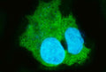 Immunofluorescent staining of FFPE human HepG2 cells with Carboxylesterase 1 antibody (green) and DAPI nuclear stain (blue). HIER: steam section in pH6 citrate buffer for 20 min.