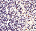 Immunohistochemical analysis of paraffin-embedded human thymus using Nucleophosmin antibody at 1:25 dilution.
