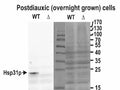 Western blot testing of yeast lysate (wt) and the KO (delta) in the left panel and the Ponceau stain in the right panel. Hsp31p antibody was used at 0.05ug/ml.