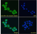 IF/ICC testing of fixed and permeabilized human A431 cells with ARH antibody (green) at 10ug/ml and DAPI nuclear stain (blue).
