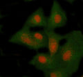 Immunofluorescent staining of NSMCE4A using anti-NSMCE4A antibody (red) and anti-Beta Tubulin antibody (green). NSMCE4A was detected in immunocytochemical section of cell. Enzyme antigen retrieval was performed using IHC enzyme antigen retrieval reagent for 15 mins. The cells were blocked with 10% goat serum. And then incubated with 5 ug/ml rabbit anti-NSMCE4A antibody and mouse anti-Beta Tubulin antibody overnight at 4oC.