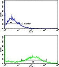 Flow cytometry testing of human NCI-H292 cells with Calponin 1 antibody; Blue=isotype control, Green= Calponin 1 antibody.