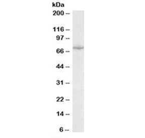 Western blot testing of mouse heart lysate with SLC6A8 antibody at 0.1ug/ml. Predicted molecular weight: ~71 kDa.