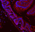 Immunofluorescent staining of APH1A using anti-APH1A antibody (red). APH1A was detected in a paraffin-embedded section of mouse colon tissue. Heat mediated antigen retrieval was performed in EDTA buffer (pH 8.0, epitope retrieval solution). The tissue section was blocked with 10% goat serum. The tissue section was then incubated with 5 ug/ml rabbit anti-APH1A antibody overnight at 4oC.
