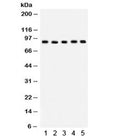 Western blot testing of 1) rat spleen, 2) rat lung, 3) rat thymus, 4) mouse lung, 5) human SW620 lysate with Cullin 1 antibody. Predicted/observed molecular weight ~90 kDa.