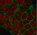 Immunofluorescent staining of human MCF7 cells with HER2 antibody (clone 2KRI7, green) and Reddot nuclear stain (red).