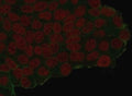 Immunofluorescent staining of PFA-fixed human MCF7 cells that have been transfected with an HA-tagged protein, with HA Tag antibody (clone 16.43, green) and Reddot nuclear stain (red).