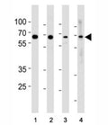 p65 antibody western blot analysis in (1) HeLa, (2) MCF-7, (3) Raji and (4) Ramos lysate.