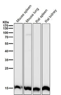 All lanes use the Histone H3 (tri methyl K27) antibody at 1:1K dilution for 1 hour at room temperature.