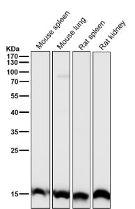 All lanes use the Histone H3 (tri methyl K27) antibody at 1:1K dilution for 1 hour at room temperature.