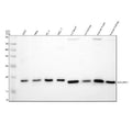 Western blot analysis of NDUFB11 using anti-NDUFB11 antibody. Electrophoresis was performed on a 12% SDS-PAGE gel at 80V (Stacking gel) / 120V (Resolving gel) for 2 hours. Lane 1: human HepG2 whole cell lysates, Lane 2: human 293T whole cell lysates, Lane 3: human Hela whole cell lysates, Lane 4: human PC-3 whole cell lysates, Lane 5: rat skeletal muscle tissue lysates, Lane 6: rat heart tissue lysates, Lane 7: mouse skeletal muscle tissue lysates, Lane 8: mouse heart tissue lysates.