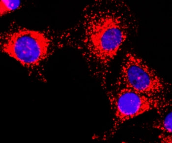 ICC staining of human HeLa cells using recombinant GAPDH antibody at 1:200 (red) and DAPI nuclear stain (blue).