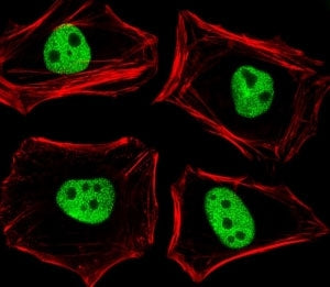 Fluorescent image of HeLa cells stained with TLE1 antibody diluted at 1:25 dilution. An Alexa Fluor 488-conjugated goat anti-rabbit lgG was used as the secondary Ab (green). Cytoplasmic actin was counterstained with Alexa Fluor 555 conjugated with Phalloidin (red).