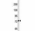 Anti-APP antibody western blot analysis in 293 lysate. Predicted molecular weight ~79kDa.