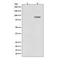 Western blot testing of lysate from rat PC-12 cells 1) untreated or 2) treated with TPA, with phospho-B Raf antibody (pT401). Predicted molecular weight: 85-95 kDa.