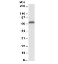 Western blot testing of Jurkat lysate with AIFM1 antibody at 0.1ug/ml. Predicted molecular weight: ~67kDa.