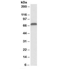 Western blot testing of Jurkat lysate with AIFM1 antibody at 0.1ug/ml. Predicted molecular weight: ~67kDa.