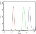Flow cytometry testing of human K562 cells with HOXB9 antibody at 1ug/million cells (blocked with goat sera); Red=cells alone, Green=isotype control, Blue= HOXB9 antibody.