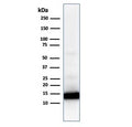 Western blot analysis of human heart lysate using Cytochrome C antibody (CYCS/1010). Predicted molecular weight: 12~14 kDa.