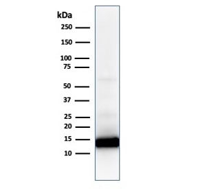 Western blot analysis of human heart lysate using Cytochrome C antibody (CYCS/1010). Predicted molecular weight: 12~14 kDa.