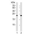 Western blot testing of human 1) brain and 2) kidney tissue lysate with FGF9 antibody. Predicted molecular weight ~23 kDa with a possible 45-55 kDa dimer.