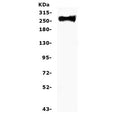 Western blot testing of human U-87 MG cell lysate with Fibronectin antibody. Predicted molecular weight ~220 kDa (monomer) but may be observed at a higher molecular weight due to glycosylation.