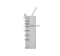 Western blot analysis of Prpf31 protein using Zebrafish Prpf31 antibody and zebrafish embryo tissue lysates. Predicted molecular weight ~56 kDa.