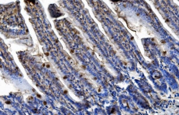 IHC staining of FFPE mouse intestine tissue with Trim25 antibody. HIER: boil tissue sections in pH8 EDTA for 20 min and allow to cool before testing.