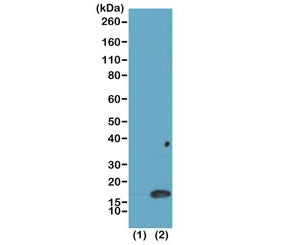 Western Blot of recombinant histone H3.3 (1) and acid extracts of human HeLa cells (2) using recombinant H3K4me2 antibody at 0.025 ug/ml showed a band of histone H3 dimethylated at Lysine 4 (K4me2) in HeLa cells.