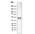 Western blot testing of human HCT116 cell lysate using recombinant Cyclin E1 antibody (clone rCCNE1/4936). Predicted molecular weight ~47 kDa.