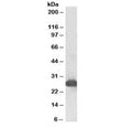 Western blot testing of rat liver lysate with Gsta3 antibody at 0.1ug/ml. Predicted molecular weight: ~25 kDa.