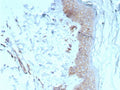 IHC staining of FFPE human skin tissue with Pan-Cadherin antibody (clone Pan-CAD/8020). HIER: boil tissue sections in pH 9 10mM Tris with 1mM EDTA for 20 min and allow to cool before testing.